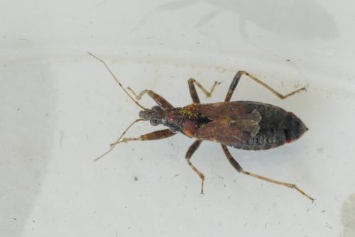 Himacerus mirmicoides
